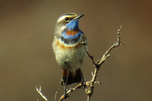 Dazzling male Bluethroats are vigorous singers in the willow thickets around Nome.
