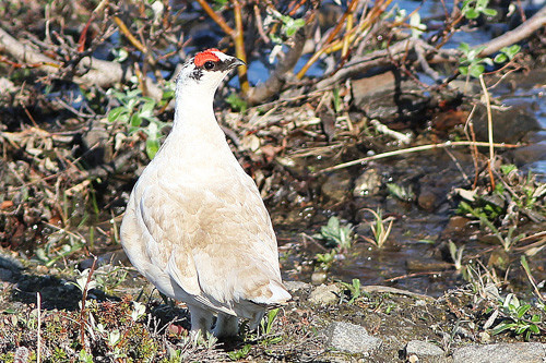 Male Rock Ptarmigan can sometimes be spotted along the Nome road system.
