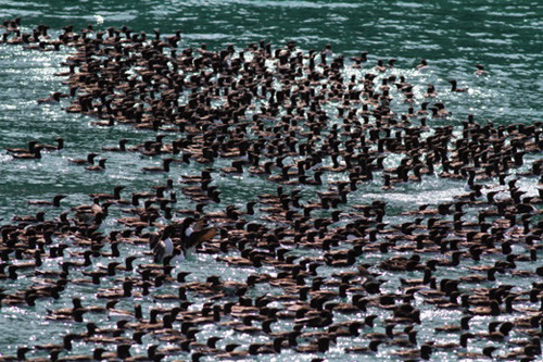 Our mini-pelagic trip out of Seward offers great diversity and staggering numbers of birds, like this flock of Common Murres.
