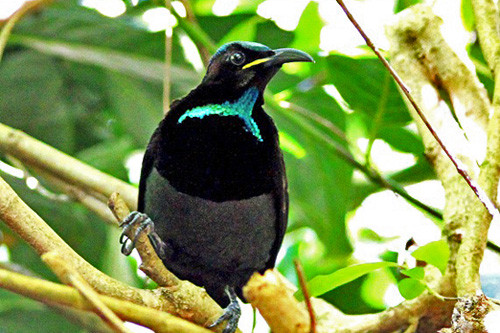 The Atherton Tablelands above Cairns support pockets of rainforest with flashy endemics like this male Victoria&rsquo;s Riflebird.
