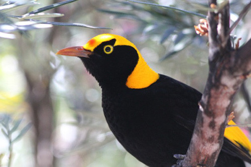 Around our base in Lamington National Park, the spectacular Regent Bowerbirds can be quite confiding.
