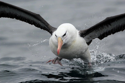 We&rsquo;ll finish with a pelagic trip out of Sydney Harbor, with Black-browed Albatross often approaching at close range.
Photo: Gavin Bieber