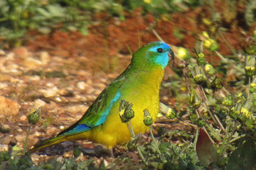 In the drier Eucalypt forests near Chiltern we&rsquo;ll look for dazzling Turquoise Parrots.
