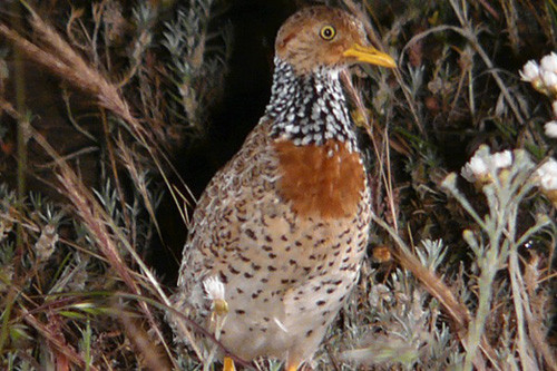Deniliquin harbors the scarce, enigmatic  and nocturnal Plains-wanderer.
