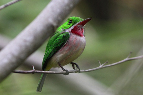 One of two tody species present on the island, Broad-billed Tody is always a crowd pleaser.
