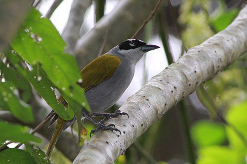 Known locally as &ldquo;quatro-ojos&rdquo; the boldly marked Black-crowned Palm-Tanager is likely not a tanager at all.
