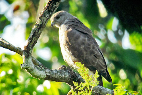 We should encounter Ridgway&rsquo;s Hawks near their main stronghold on the island, Los Haitises National Park.
