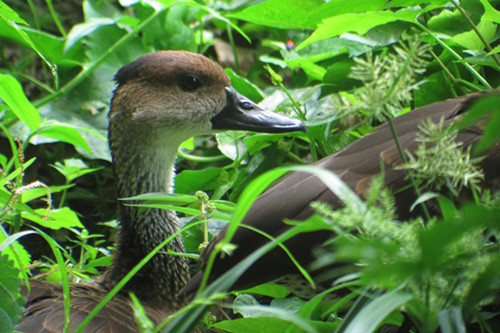 Although the 30 endemics are a primary focus of the trip, species restricted to the Caribbean, like the threatened West Indian Whistling-Duck, are found here too. 
Photo: Gavin Bieber