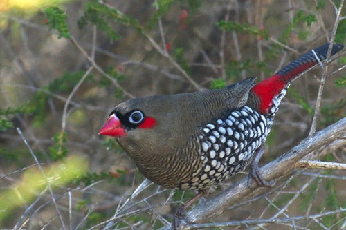 Around the Southwest of the country there are numerous regional endemics such as the amazing Red-eared Firetail.
