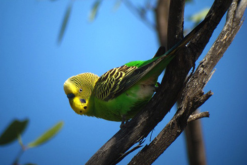 Budgerigars can be common in the central &quot;Outback&quot;, though numbers fluctuate with the rainfall.
