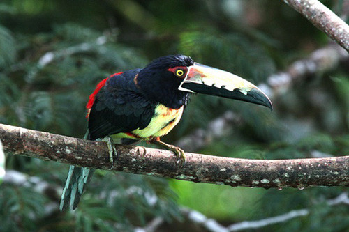 Collared Aracaris are a frequent sight around the Canopy Tower forests and  a great welcoming committee for the tropical birder.
