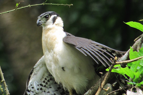 Collared Forest-Falcon is an unobtrusive but very vocal forest falcon and one of many raptors found in Panama.
