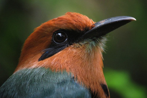 We often obtain excellent views of Broad-billed Motmot, one of four species of motmot likely on the tour
