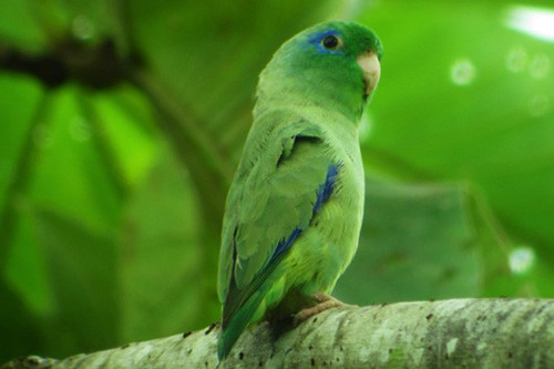 The tiny and generally scarce Spectacled Parrotlet is a Darien Specialty.
