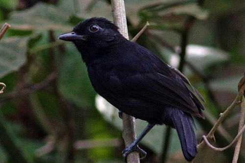 A range-restricted species, the Black Antshrike can be common near the camp.
