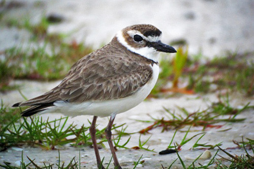 The sandy beaches and inland lagoons of the coast support huge numbers of local and migrant waders such as this attractive Wilson&rsquo;s Plover.
