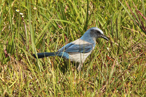 We&rsquo;ll seek out the often very confiding Florida Scrub-Jay, a Florida emdemic.