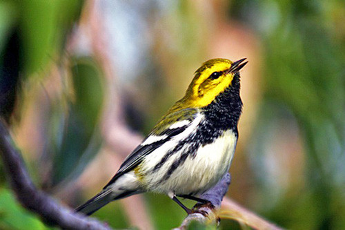 Our tour is timed to experience spring migration in action, with dozens of migrant species like Black-throated-Green Warbler moving north.

