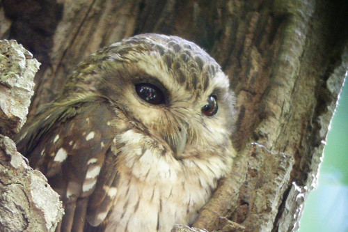 Bare-legged Owl, a Cuban endemic in its own genus, &lt;em&gt;Margarobyas&lt;/em&gt;