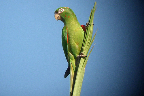 Cuban Parakeet, a Cuban endemic sadly declining due to habitat loss.