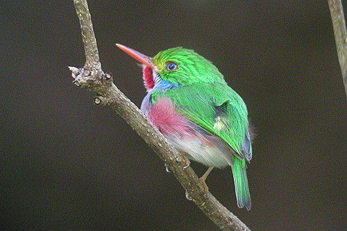 Cuban Tody, an endemic and one of only five todies worldwide.