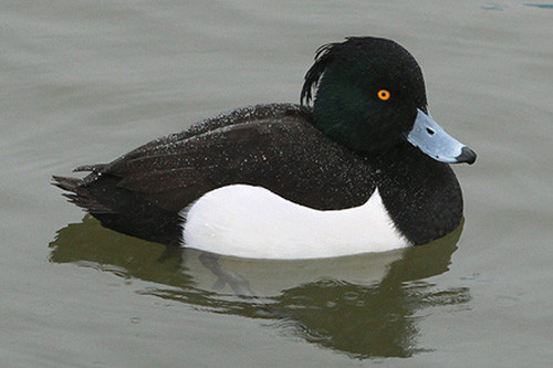 Tufted Ducks are regular in small numbers.