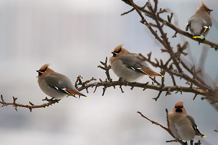 Bohemian Waxwings are often present, sometime in good numbers.
