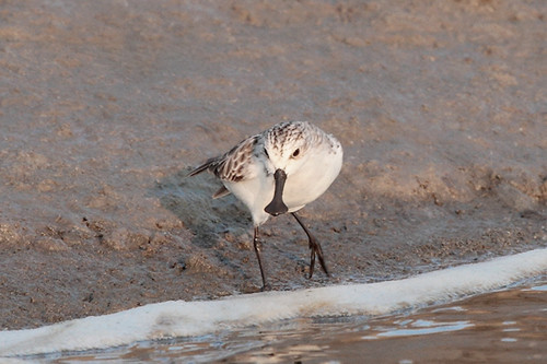 The easiest place to see the critically endangered Spoon-billed Sandpiper may be in coastal Fujian, China.
