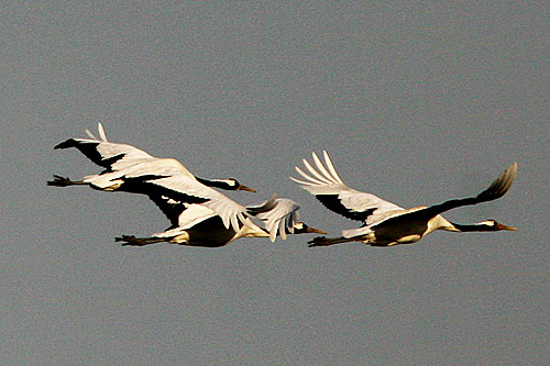The endangered Red-crowned Crane is an east Asian endemic.