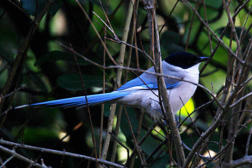Azure winged Magpie is an east Asian endemic.  It's only close relative inhabits the Iberian peninsula almost 9000 kms away.