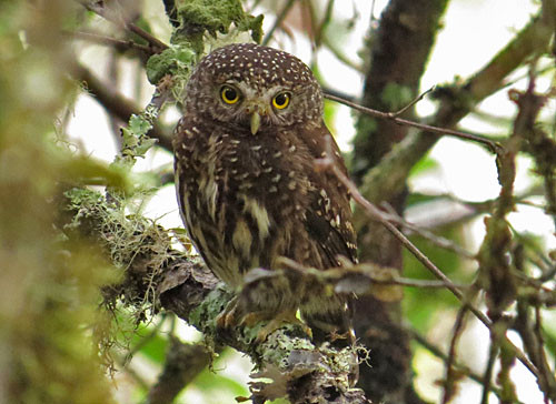 The adorable but fierce Yungas Pygmy-Owl is a bird predator in the upper elevation cloud forests of Manu National Park.	
