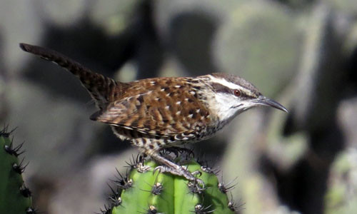 Related to the more familiar Cactus Wren, the Boucard&rsquo;s Wren is found only in the cactus-dominated scrub and woodlands of south-central Mexico.
Photo: Rich Hoyer