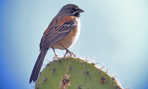 Bridled Sparrow is a handsome endemic of the semi-desert intermontane valleys of southern Mexico. 
