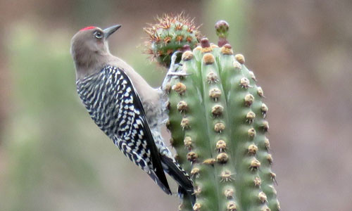 Gray-breasted Woodpecker appreciates the enormous diversity of Oaxaca&rsquo;s giant columnar cactus flora.