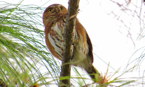 Northern Pygmy-Owls inhabit the lush pine-oak forests of Oaxaca&rsquo;s higher elevations.