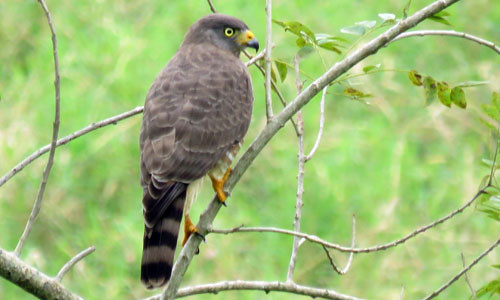 Our tour includes a side trip to the more tropical Gulf of Mexico lowlands where Roadside Hawk lives up to its name. 