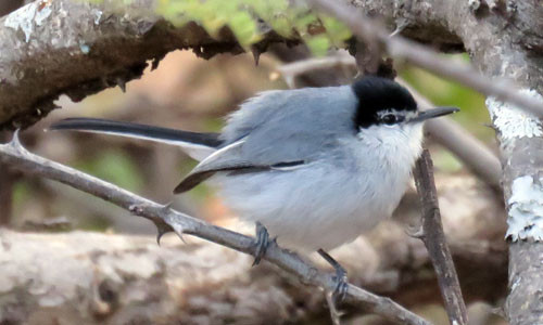 We drop into the Tehuantepec drainage one day where White-lored Gnatcatcher is one of the signature species. 