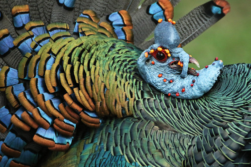 The stunning colors of Ocellated Turkey in this close-up