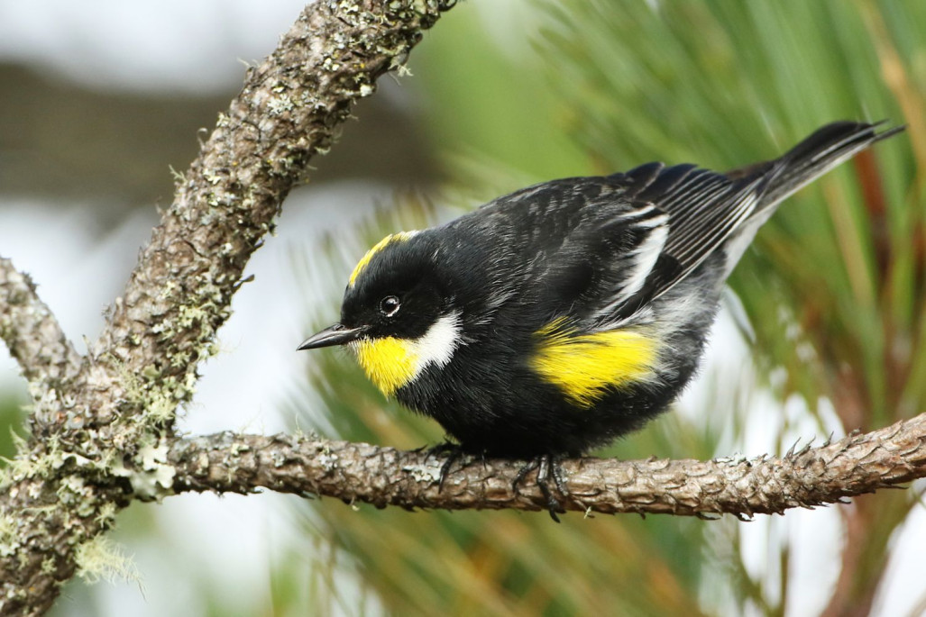 Goldman's Warbler, a distinctive relative of Yellow-rumped Warber, is found only in Guatemala.
