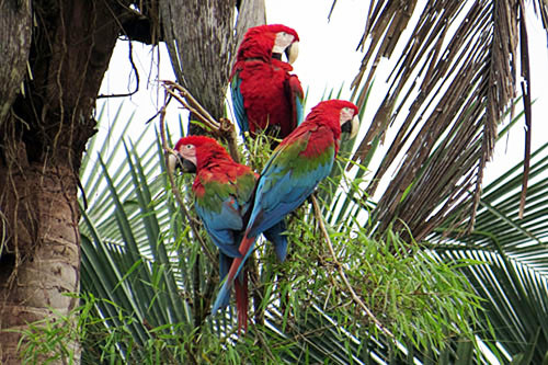 Few birds sport such bold colors as the Red-and-green Macaw, one of the more common parrots in the Madre de Dios region.