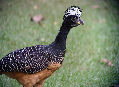 A quintessential Cristalino experience is having a Bare-faced Curassow walk past your cabin.
