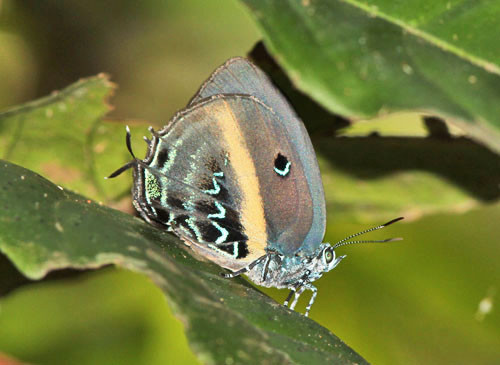 The stunning Comet Hairstreak is but one of hundreds of species of butterflies we could see in the Amazon rainforest.
