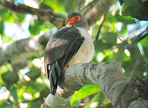 The Cryptic Forest-Falcon was described just 15 years ago based on observations made on birds at Cristalino Jungle Lodge.
