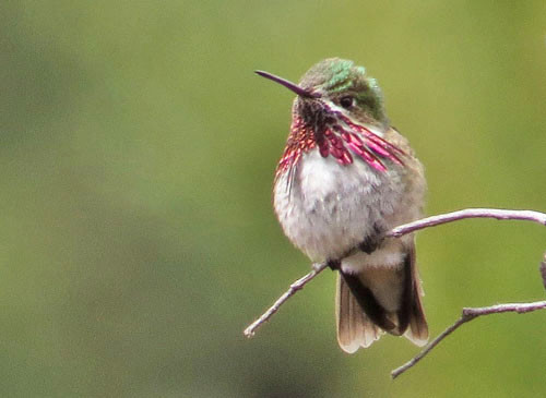 A reliable territory of Calliope Hummingbird is on our spring route.
