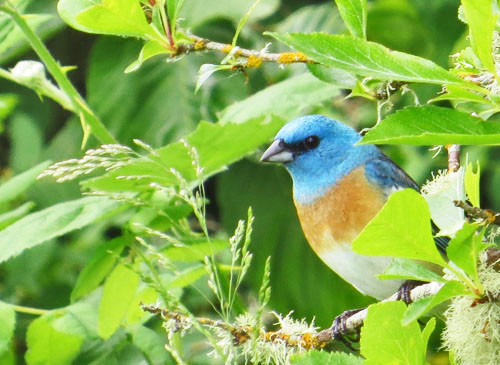 A male Lazuli Bunting at Finley National Wildlife Refuge brightens anyone&rsquo;s day.

