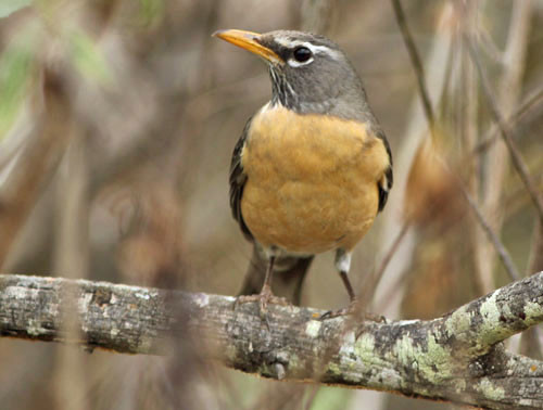 The San Lucan American Robin endemic to the Sierra de Laguna doesn&rsquo;t get any more colorful than this.