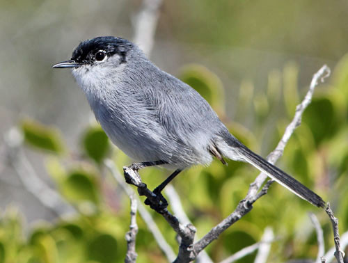 California Gnatcatcher is a common resident of the open deserts of Baja California.
