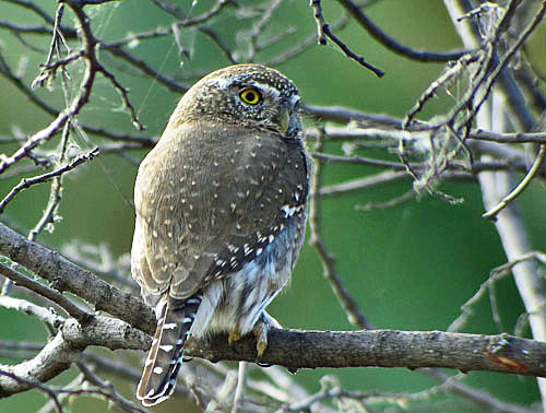 We hope to find the endemic subspecies of Northern Pymgy-Owl in the Sierra Laguna foothills.