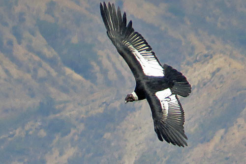 We&rsquo;ll likely see Andean Condor on several days of the Bolivia tour, and with luck we&rsquo;ll have views like this.
