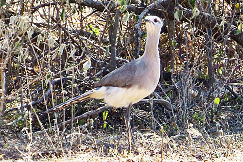 The Chaco ecoregion of southern Bolivia is the best place to see the local Black-legged Seriema, one of just two members of the order Cariamiformes.
